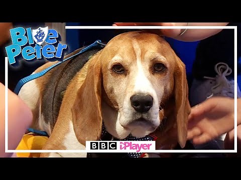 Henry the Dog's Flyball FAIL! *Watch to the End!* | Blue Peter 🐶😂💙