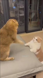 Furious cats being absolutely ridiculous #cat #funny #petvideos