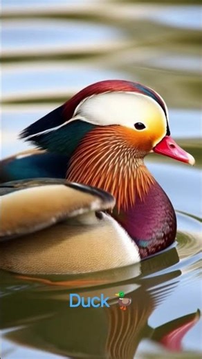 The most colorful duck in the world 🦆✨ #beautifulbird #nature