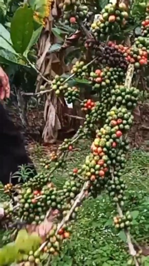bisa dicoba pohon robinson atau lainnya bisa distek 2 jenis dan mendapatkan penen buah kopi 2 jenis #fypreels #jangkauanluas #fyp #farm #garden #viral #trending #popular #shorts | Andri Jawi