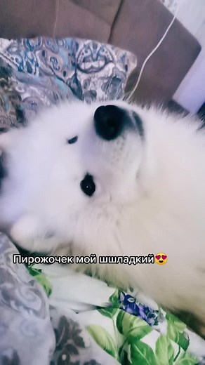 #любимчик #самоед #самоедУфа #пирожок #счатьерядом