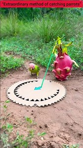 “Extraordinary method of catching parrots”#comedy #funny #birds