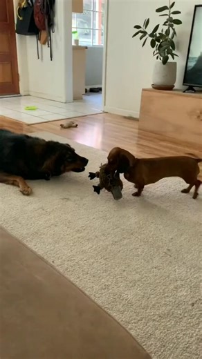 #dachshundsofinstagram #dachshundappreciation #dachshundpuppies #dachshundoftheday #dachshundpuppy #dachshundlove #dachshund | Dachshund Hub