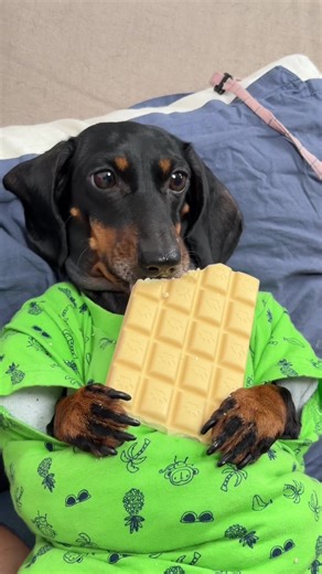 Greedy dachshund 😅 ⚠️ Warning: Regular (human) chocolate is DANGEROUS for animals. Pets may eat ONLY special veterinary chocolate #puppyjay #dachshund #dog #sundaypuppyjay