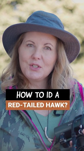 Not all Red-tailed hawks sport these classic field marks, but this can get you pointed in the right direction. How to ID them in flight coming up next. #hawks #learnaboutbirds #birdingbyear #birdwatcher #birdwatching_creator | Birding By Ear