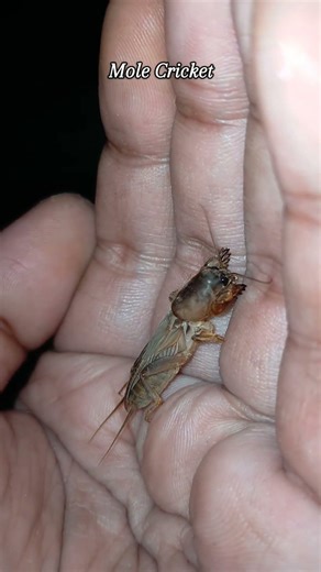 The sound of the mole cricket is monotonous, without pause, and very disturbing to the ears.