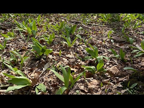 Making Ramp Butter and Pickled Ramps