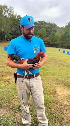 Asil Stag 🧬🧬 #gallos #gamefowl | Boneyard farm