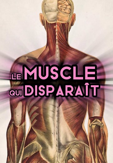 Le muscle long palmaire : vestige évolutif et fonction