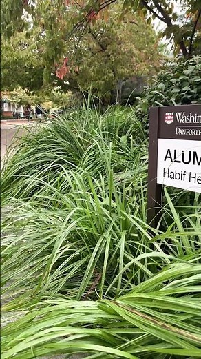Washington University in St. Louis#WashingtonUniversity #WashU #CampusTour #StLouis #CollegeLife