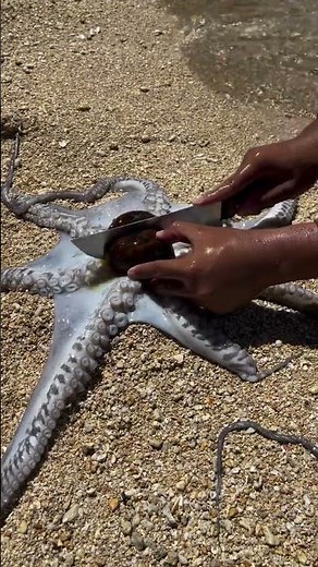 You Won’t Believe What Came Out of This Octopus!