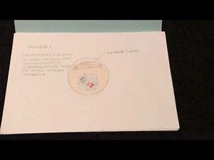 Meiosis Flip Book