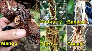 57K views · 2.4K reactions | Mind Blowing! 5 idea to rooting without soil | Grafting Examples | Facebook