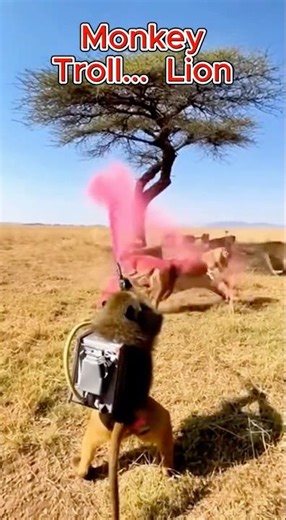 Lion Gets Surprised When a Monkey Blasts Color Spray Nearby