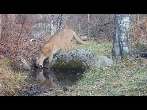 Shoulder Scarred Mountain Lion Visits Mountain Spring