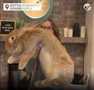 FUROR POR UN CONEJO GIGANTE 🐰 Cocoa Puff es una verdadera estrella en las redes.⭐ De raza continental, tiene 2 años de edad y pesa 84 kilos. Vive junto a una familia en Estados Unidos y pasa sus días jugando con los más chicos de la casa. 🏠 A la hora de descansar, lo hace en una caja de arena, libre de jaulas. 👏 | Clarín