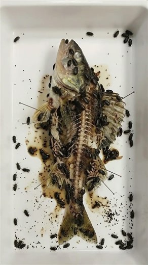Perch Fish Decomposition Time-Lapse | From Fresh Specimen to Clean Skeleton #insects #decay