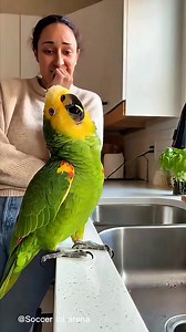 124K views · 5.6K reactions | “Paco’s Operatic Kitchen Drama” #parrot #talkingparrot #funnyparrot #comedyshorts #funny | Soccer LOL Arena | Facebook