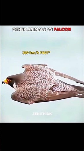 OTHER ANIMALS VS FALCON 💀🔥