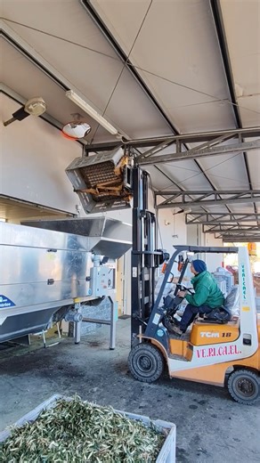 carico e scarico olive x la molitura a Villarosa Sicilia zenzero&limone Villarosa Sicilia