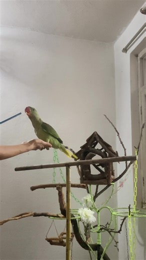 Effective Target Training for Alexandrine Parrots