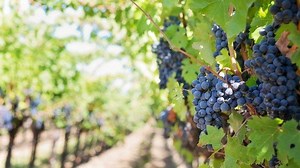 Termasuk Anggur, 4 Buah Ini Baiknya Dimakan Sebijinya, dr. Zaidul Akbar: Bermanfaat untuk Kesehatan - TribunHealth.com