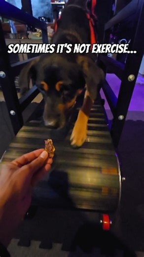 Some people think tiring out a dog is all about long walks or runs. 🐕 Nope. One of the first lessons I learned when I started this business? Mental stimulation is just as important as physical exercise. That’s where the treadmill comes in — add a backpack, and you’ve got a perfect combo for energy burn and focus. It’s safe, it’s controlled, and it challenges your dog in ways a backyard or a walk sometimes can’t. If you want to level up your dog’s training and keep them happy and calm, look into