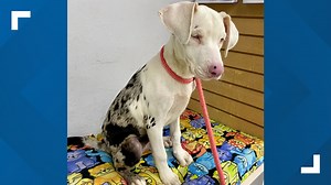 Special adopter needed to care for Friends of Strays' newest pup