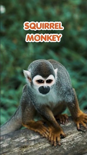 The fast-paced life of a Squirrel Monkey! ⚡ #Shorts #SquirrelMonkey #CuteAnimals