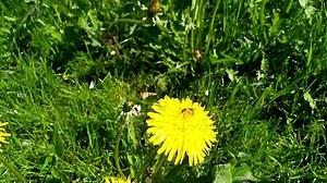 Dandelion Field Spring Moscow Region May Stock Footage Video (100% Royalty-free) 1029519575 | Shutterstock