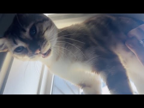 Are these the best TRILLY MEOWS you’ve EVER heard??