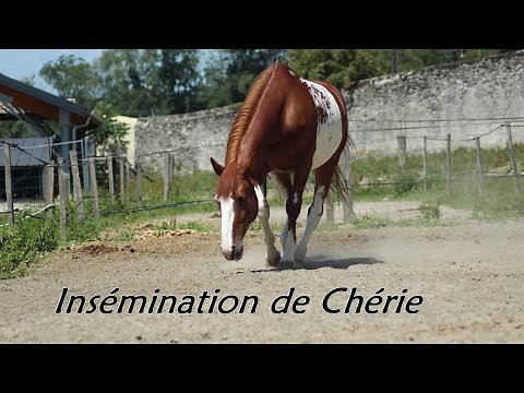 Insémination de ma jument : 1er essai !