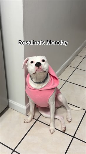Rosalina 🐾💖 | She’s ready to take on another week 💪🏻💪🏻💪🏻 | Instagram