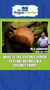 18 reactions | Nutmeg (Myristica fragrans) is a tropical spice tree...