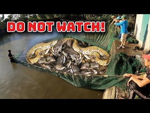 Terrifying Secret: Using Fish Nets to Capture a 5-M Venomous Python (DO NOT WATCH IF FAINT OF HEART)