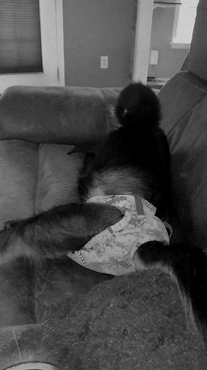 Keke’s Monday morning engine getting started 😂❤️🐒 #swing #play #goodmorning #animallovers | Keke The Spider Monkey