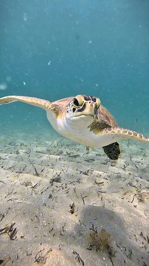 A cute little green sea turtle joined me for a swim just off the beach 🐢 #seaturtle #ocean #beach #florida #nature #diving #turtle | Tanya