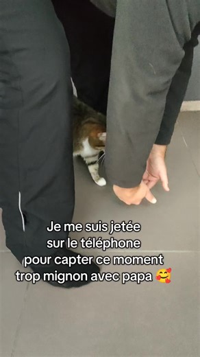 Moment volé entre papa et Missty. Elle adore l'interaction, on lui a appris à passer le pont, à faire des checks... On ne pouvait pas lui refuser sa friandise #missty #intelligent #chat #adoption #communication