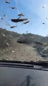 #Cordoba Una impactante invasión de langostas sudamericanas llegó a Sierras Chicas. Solo se alimenta de plantas. No significan ningún riesgo para la población o los animales, ya que no son vectores de enfermedades. Así se veía en el camino a Candonga. | UVC CANAL 10