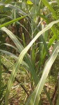 king of simba..galaknya luar biasa... ###### #raja #simba #viral