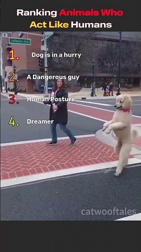 Ranking Animals who act like Humans