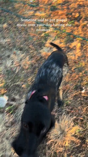 Gospel Music and Zoomies: The Perfect Match!