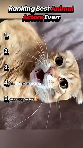 TOP 5 BEST ANIMAL ACTORS (Parody in Spanish) Rankings IN SPANISH #shorts #humor