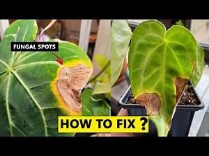 How to fix Anthurium leaf problems