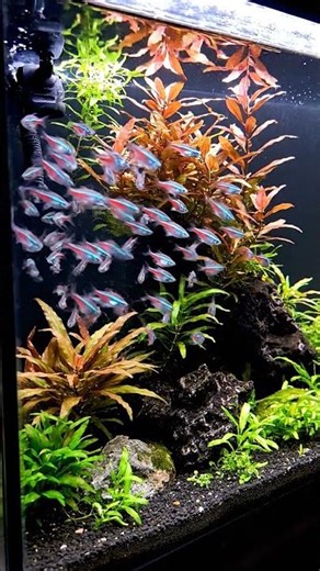 🤯 CRAZY Aquarium Fish You Won't Believe! 🐠 #226