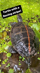 2.1K views · 500 reactions | The southern painted turtle is easily identified by its bold red or orange “racing stripe” down the center of its dark shell #paintedturtle #southerpaintedturtle #turtles #turtlereels #animalreels #petreels #reptiles | Greg’s Turtle Haven | Facebook