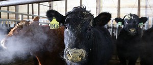 Beef Center @ Purdue