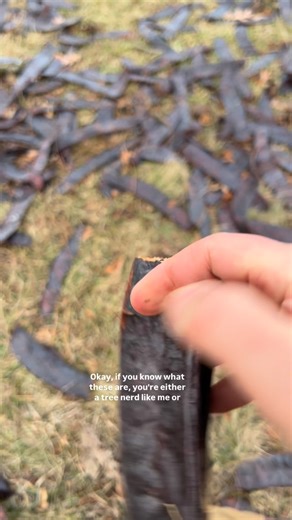Nick Wrenn on Instagram: "In praise of the honey locust, an important tree for ecological, agricultural, and human needs"