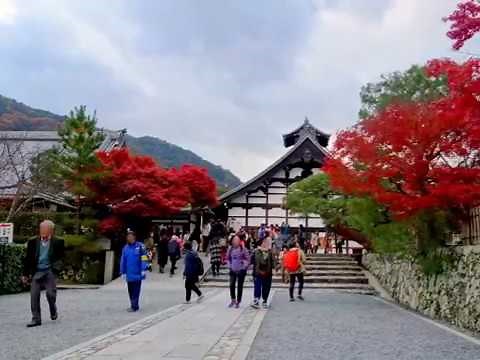 京都嵐山 紅葉 ♫風の暦"JR西日本DISCOVER WEST ｷｬﾝﾍﾟｰﾝｿﾝｸﾞ"谷村新司