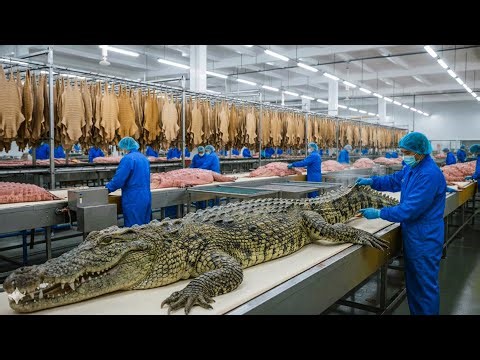 Millions of Crocodiles Are Farmed for Their Skins and Meat – Inside a Crocodile Processing Factory